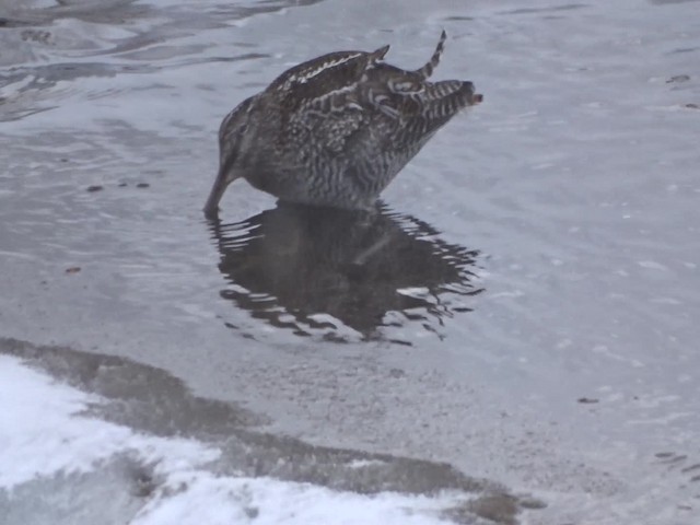 Solitary Snipe - ML201774841
