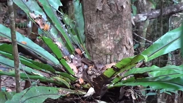 Collared Nightjar - ML201774861