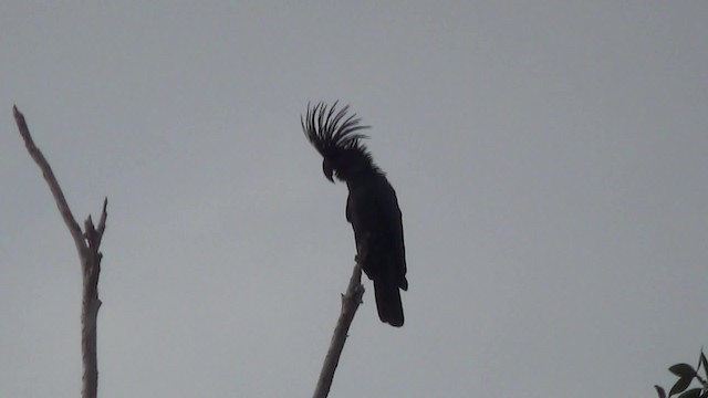 Palmkakadu - ML201774881