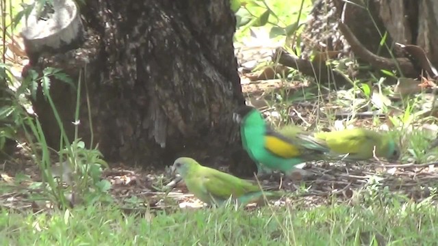 Hooded Parrot - ML201774911