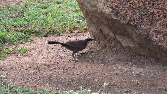 Gray-crowned Babbler - ML201774941