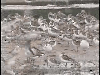 Western Sandpiper - ML201774991