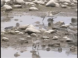 西濱鷸 - ML201775001