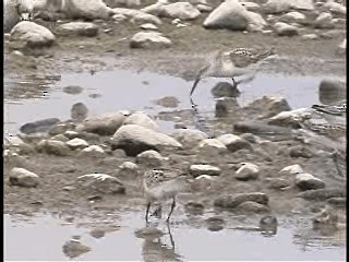 Western Sandpiper - ML201775001