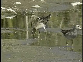 Pectoral Sandpiper - ML201775021