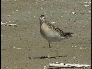 Sharp-tailed Sandpiper - ML201775041