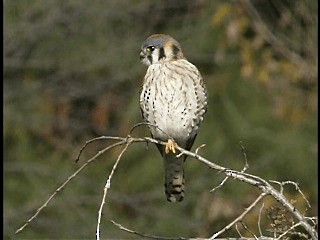 アメリカチョウゲンボウ（sparverius グループ） - eBird