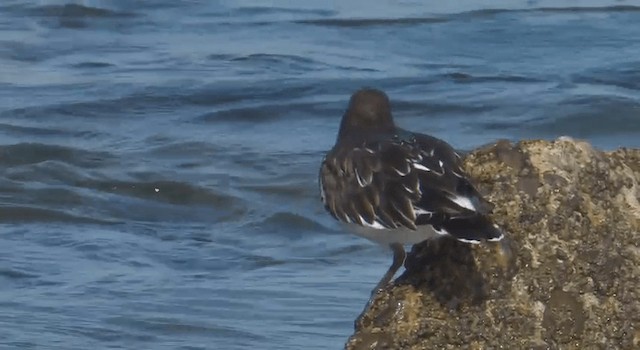 Black Turnstone - ML201775781