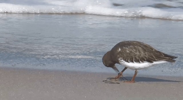 Black Turnstone - ML201775801