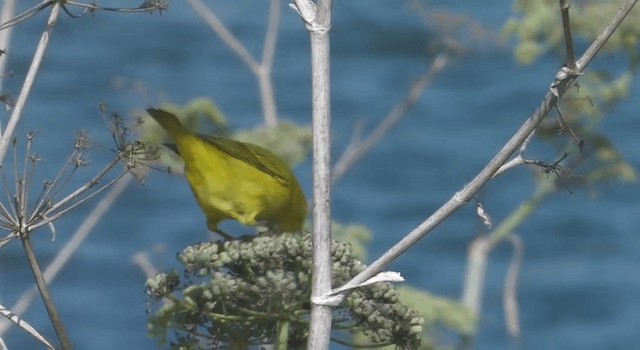 Yellow Warbler (Northern) - ML201775821