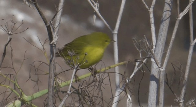 Yellow Warbler (Northern) - ML201775831