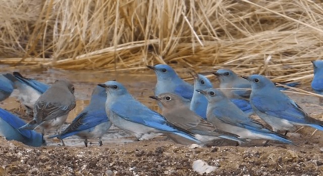 Mountain Bluebird - ML201776241