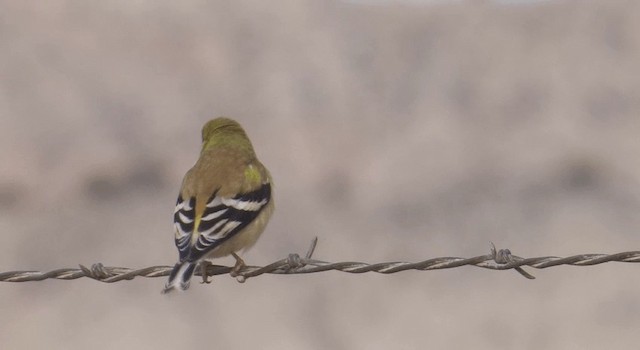 American Goldfinch - ML201776251