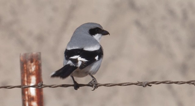 Loggerhead Shrike - ML201776271