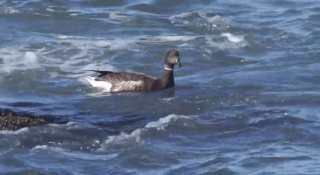 berneška tmavá (ssp. nigricans) - ML201776351