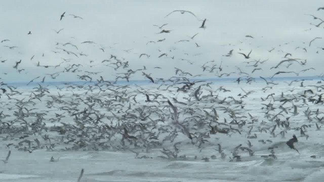 Black-vented Shearwater - ML201776631