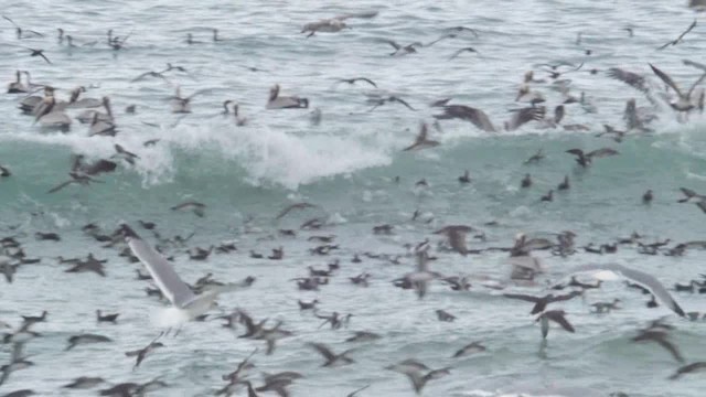 Black-vented Shearwater - ML201776641