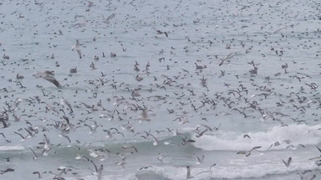 Black-vented Shearwater - ML201776651