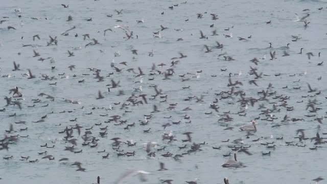 Black-vented Shearwater - ML201776661