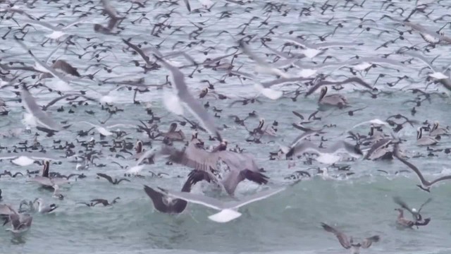 Black-vented Shearwater - ML201776671