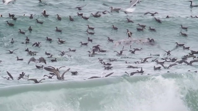 Black-vented Shearwater - ML201776681