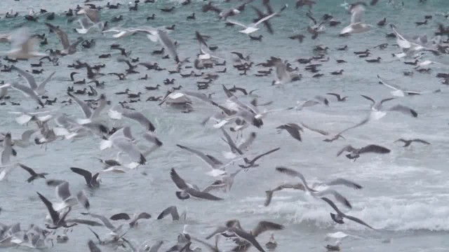 Black-vented Shearwater - ML201776701