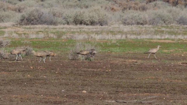 Long-billed Curlew - ML201776741