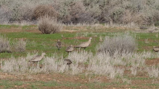 Long-billed Curlew - ML201776761