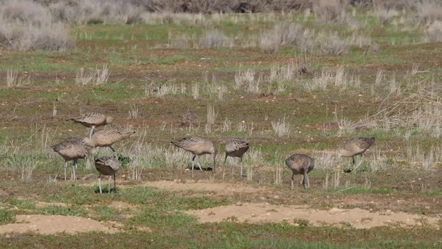Long-billed Curlew - ML201776781