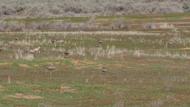 Long-billed Curlew - ML201776791
