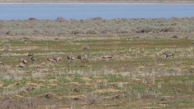 Long-billed Curlew - ML201776801
