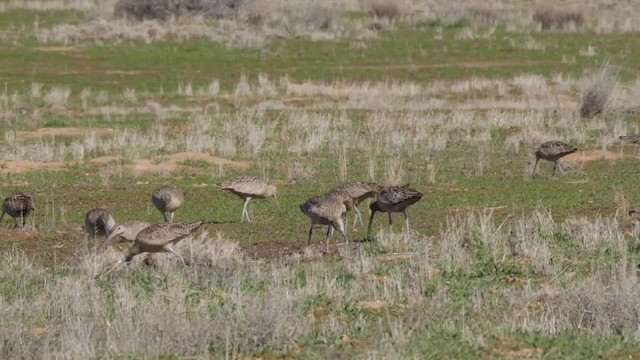 Long-billed Curlew - ML201776821