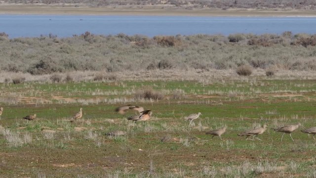 Long-billed Curlew - ML201776831