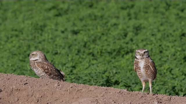 アナホリフクロウ（hypugaea／rostrata） - ML201776931