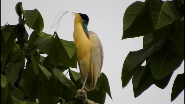 Capped Heron - ML201776991