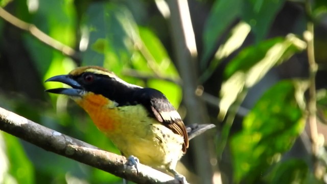 Gilded Barbet - ML201777001