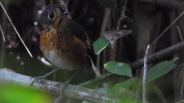 skiferkronemaurpitta (nana gr.) - ML201777011