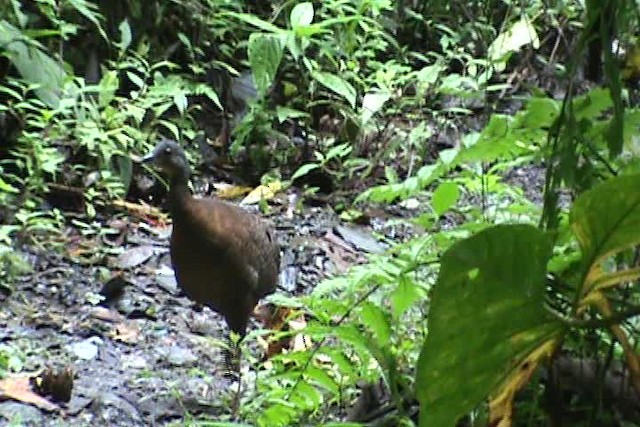 Highland Tinamou (South American) - ML201777021