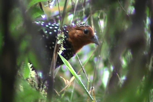 Perlmanteltapaculo - ML201777031