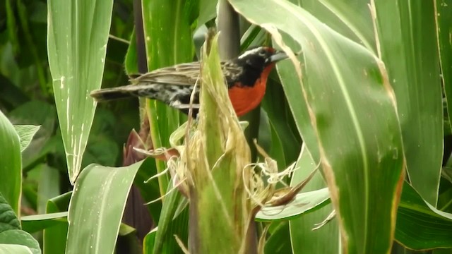 ペルームネアカマキバドリ - ML201777051