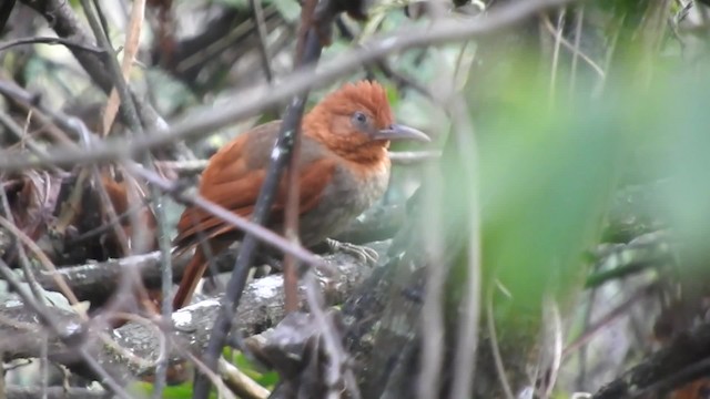 Anabate à tête orange - ML201777091