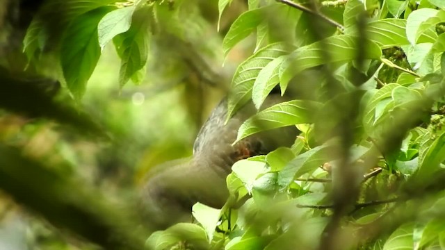 Sickle-winged Guan - ML201777101