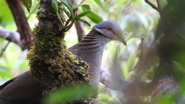 Colombe à gorge blanche - ML201777111