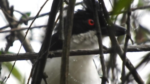 Great Antshrike - ML201777121