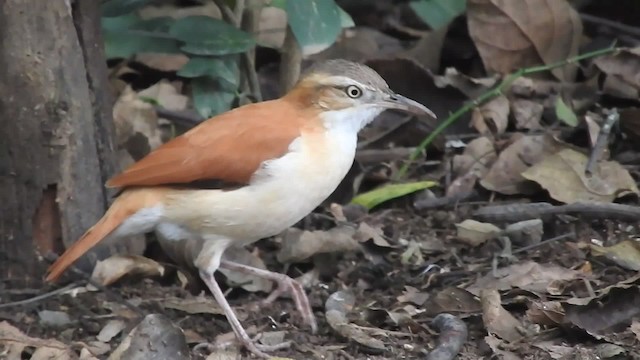 Pacific Hornero - ML201777131