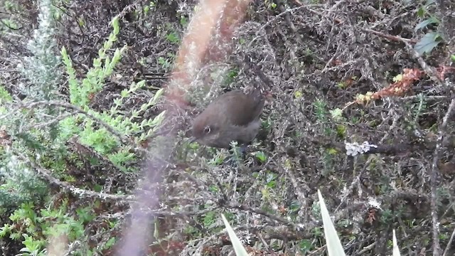 ネズミトゲオカマドドリ - ML201777161