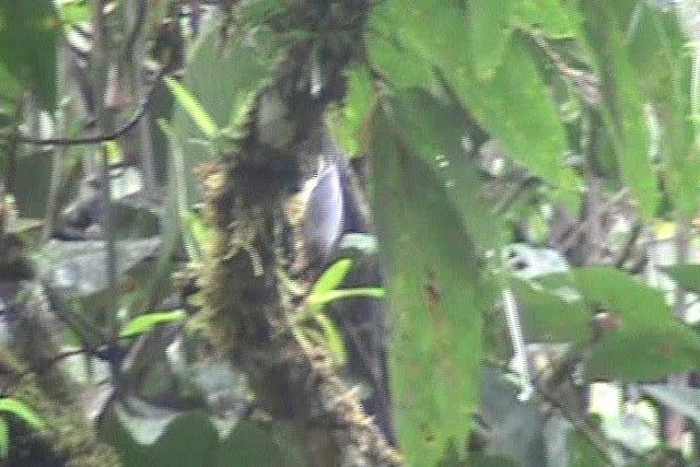 Gray-mantled Wren - ML201777171