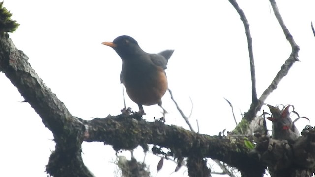 Chestnut-bellied Thrush - ML201777191