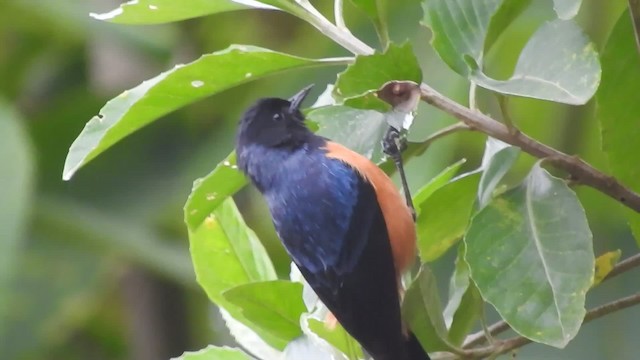 Blue-backed Conebill - ML201777221