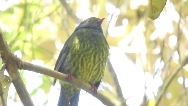 Green-and-black Fruiteater (Green-and-black) - ML201777281
